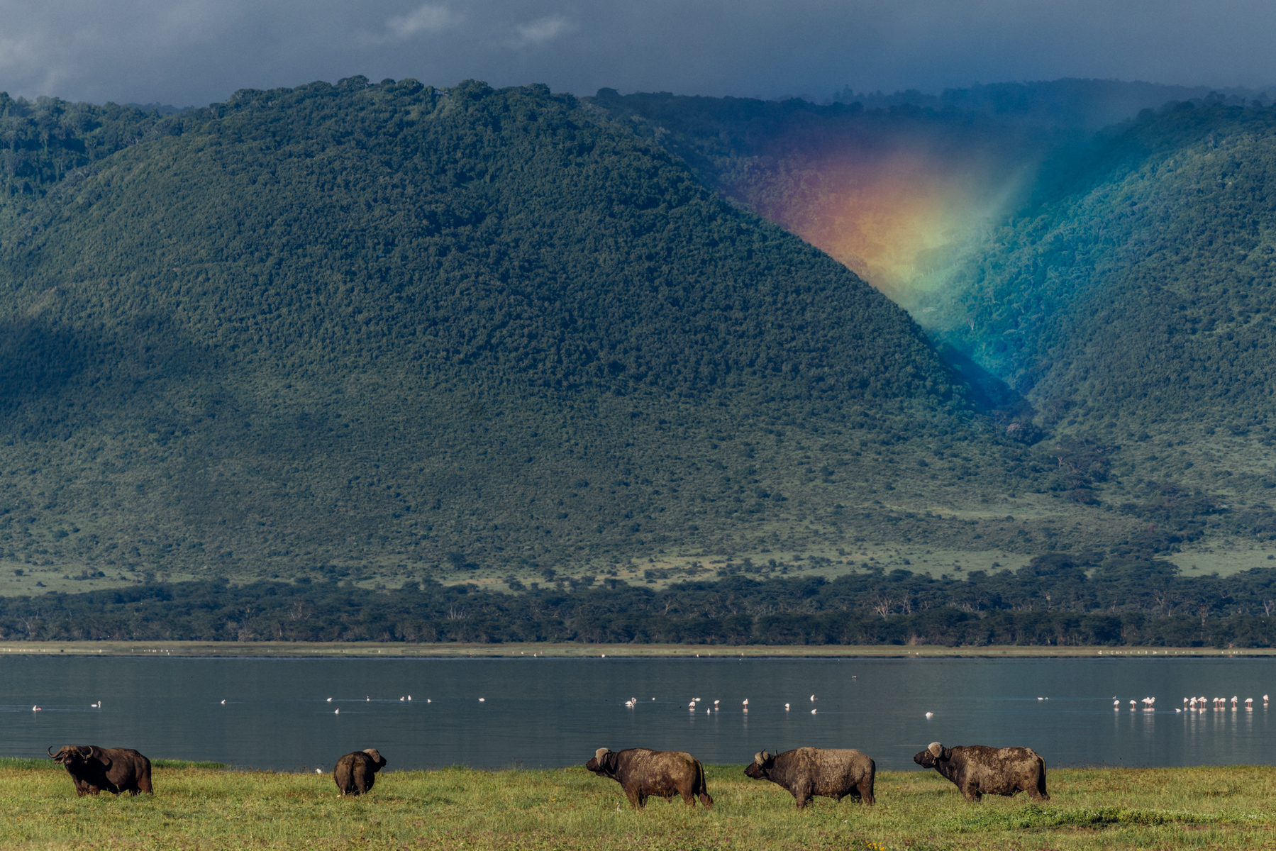 A herd of Cape Buffalo graze beside Lake Magadi in Tanzania's Ngorongoro Crater, while a passing rain shower creates a beautiful rainbow in a dip around the crater's forested rim (image by Virginia Wilde)