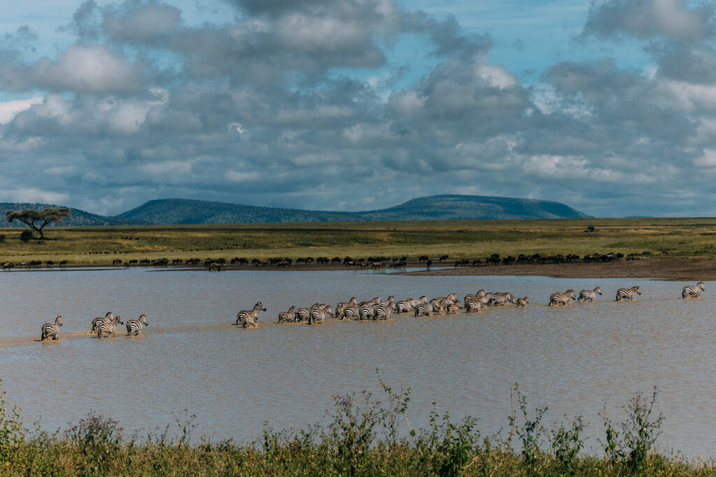 One of many river crossings these Zebra will make on the Great Migration. More than 200,000 Zebra travel alongside 1.5 million Wildebeest - trekking a cyclical distance of up to 800 miles across the Serengeti-mara Ecosystem (image by Virginia Wilde)