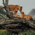 A tender moment between a Lioness and her cub. Encountering this lion family, on a misty morning among the gnarled trees of Tanzania's Ndutu region, was one of my favourite wildlife encounters of this year (image by Virginia Wilde)