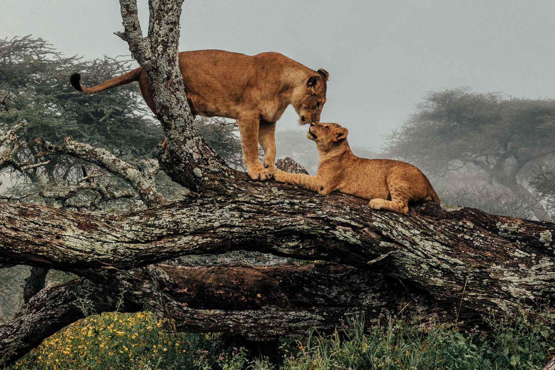 A tender moment between a Lioness and her cub. Encountering this lion family, on a misty morning among the gnarled trees of Tanzania's Ndutu region, was one of my favourite wildlife encounters of this year (image by Virginia Wilde)