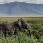 A juvenile African Elephant browses on the lush floor of the Ngorongoro Crater. The crater's fertile volcanic soils support one of Africa's highest concentrations of large mammals (image by Virginia Wilde)