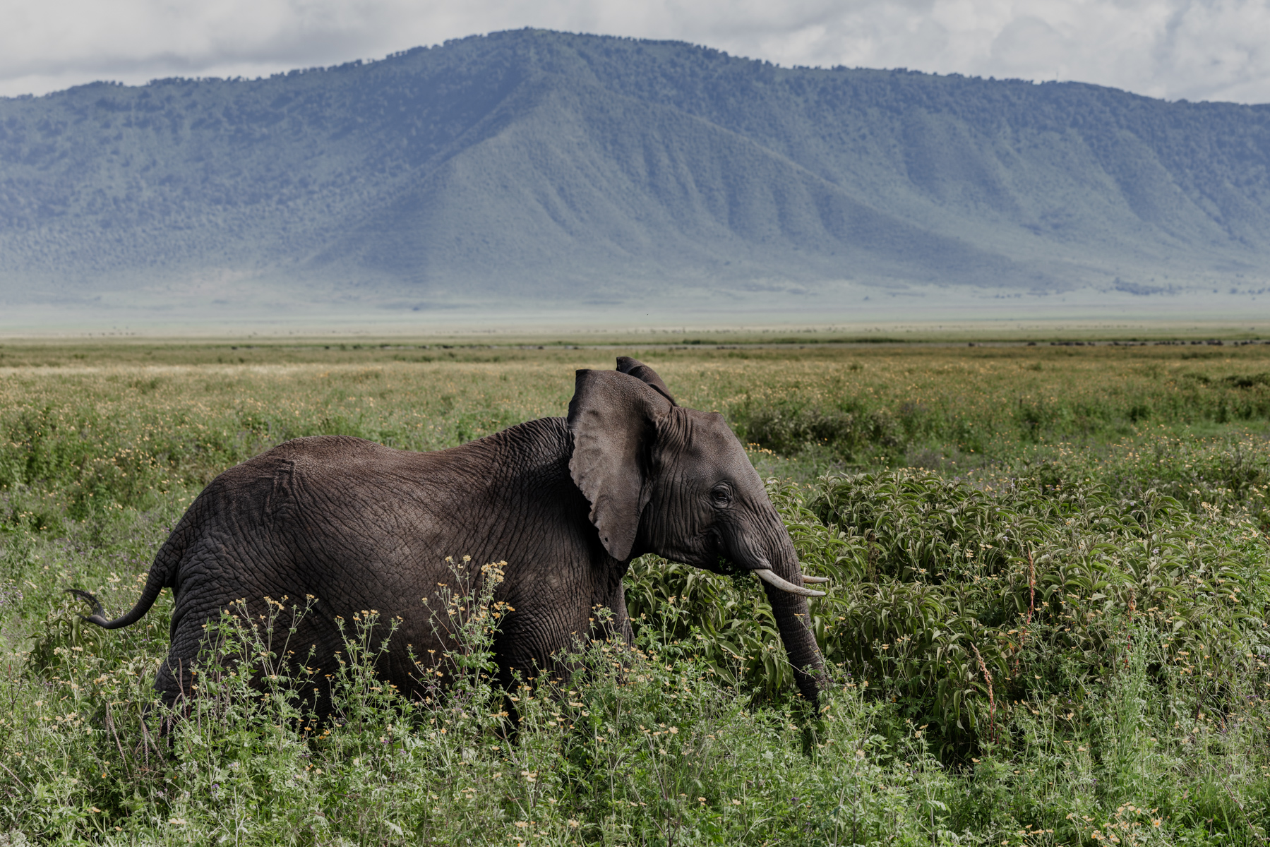 A juvenile African Elephant browses on the lush floor of the Ngorongoro Crater. The crater's fertile volcanic soils support one of Africa's highest concentrations of large mammals (image by Virginia Wilde)