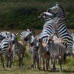 A pair of Zebra stallions rear up during a sparring contest on Tanzania's Ndutu plains. These frequent bouts help to establish dominance and defend breeding rights (image by Virginia Wilde)