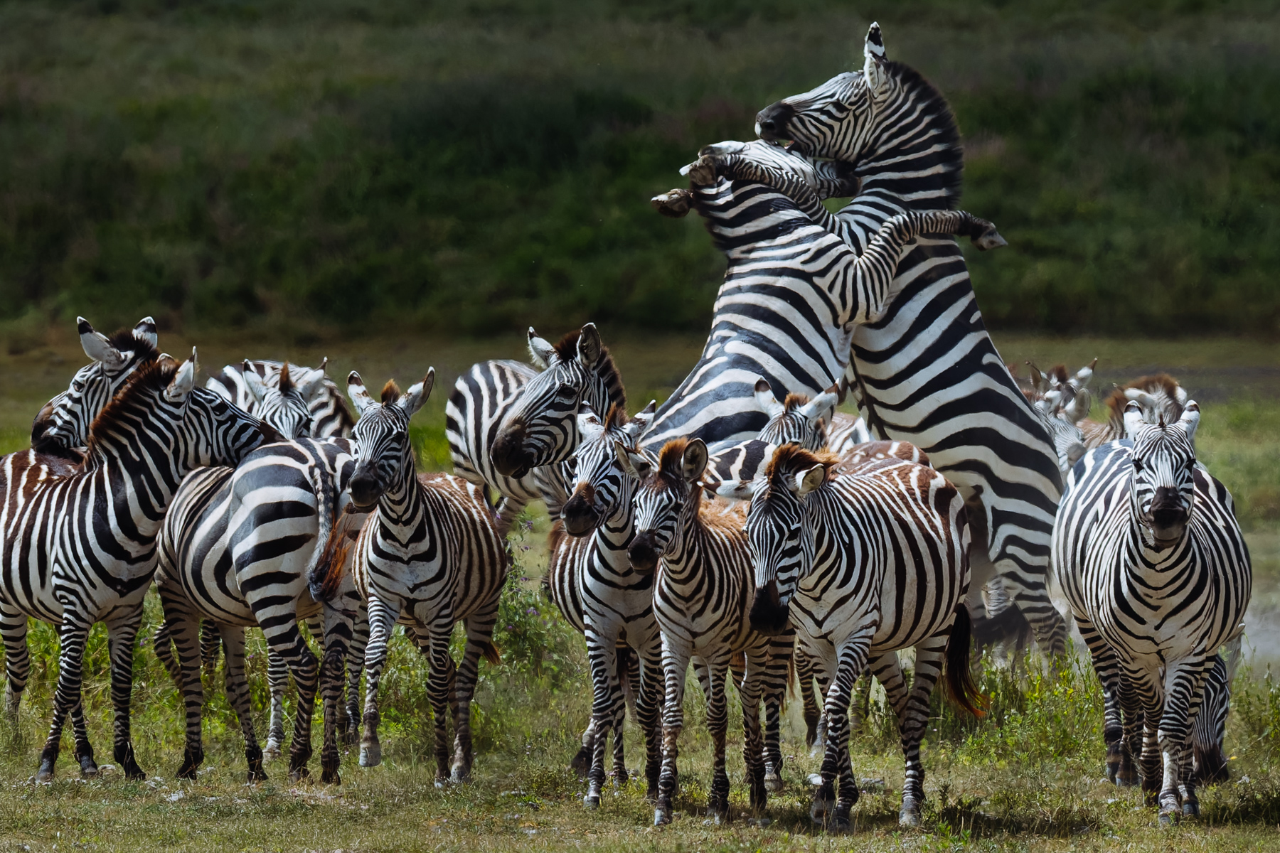A pair of Zebra stallions rear up during a sparring contest on Tanzania's Ndutu plains. These frequent bouts help to establish dominance and defend breeding rights (image by Virginia Wilde)