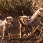 Cheetah cubs spend their first weeks learning through play. Judging by this scene, that includes discovering the structural strength of your brothers and sisters (image by Virginia Wilde)
