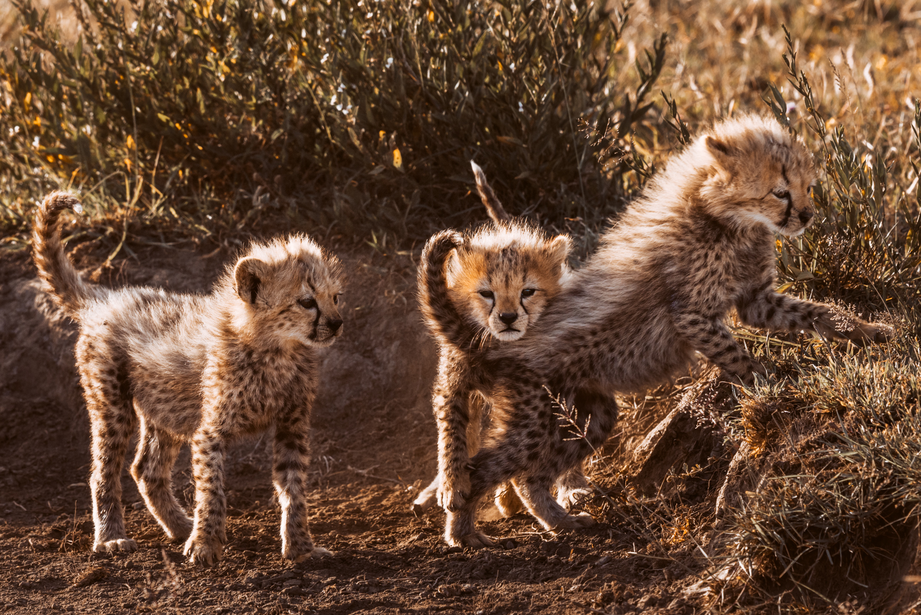 Cheetah cubs spend their first weeks learning through play. Judging by this scene, that includes discovering the structural strength of your brothers and sisters (image by Virginia Wilde)
