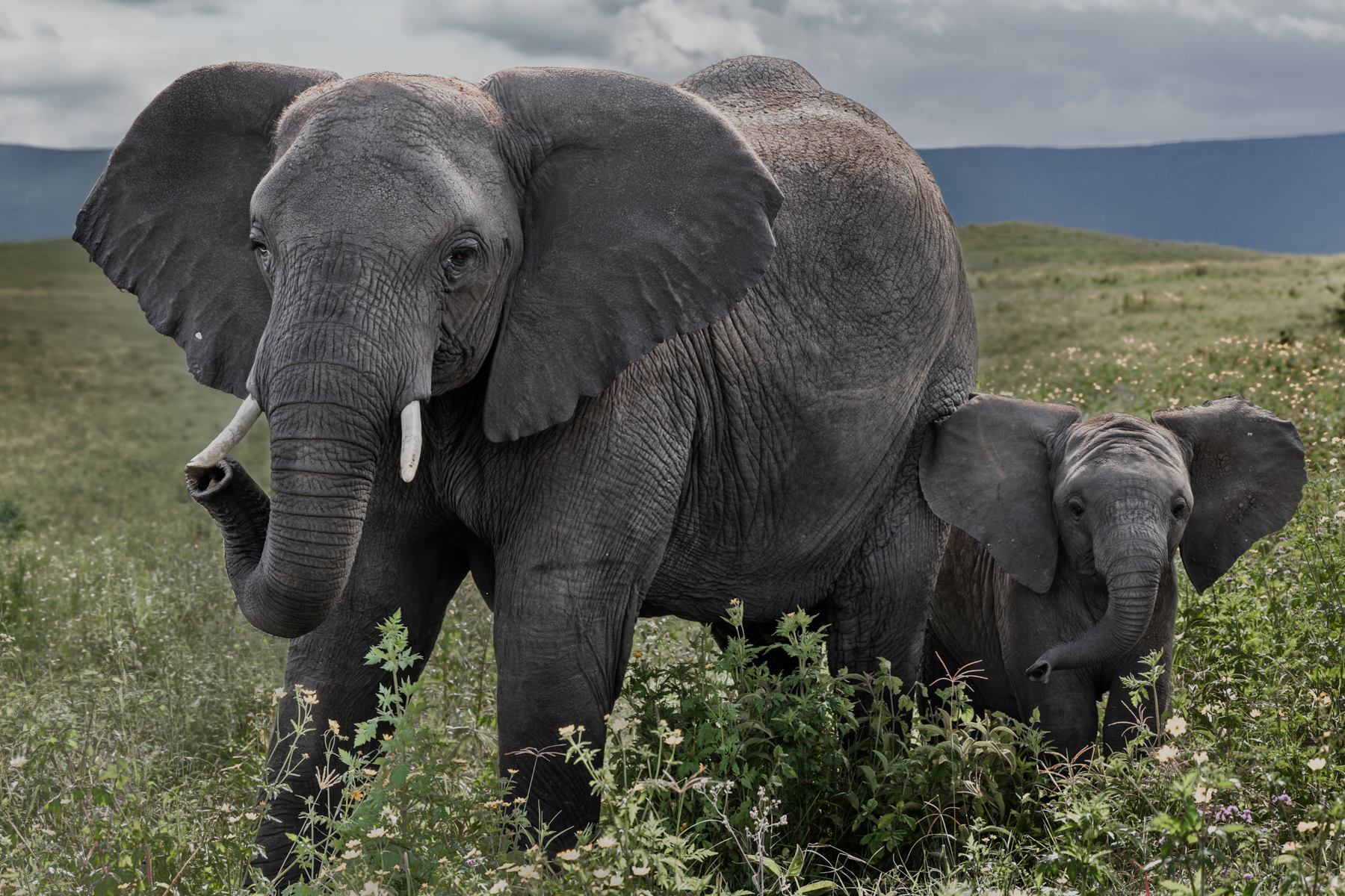 Mum has this covered. For now, this Elephant calf is quite happy to let someone else keep an eye on things (image by Virginia Wilde)