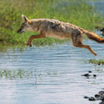 An African Golden Wolf takes the direct route across a flooded track in Tanzania's Ngorongoro Crater. Wet feet are clearly not part of the plan (image by Virginia Wilde)