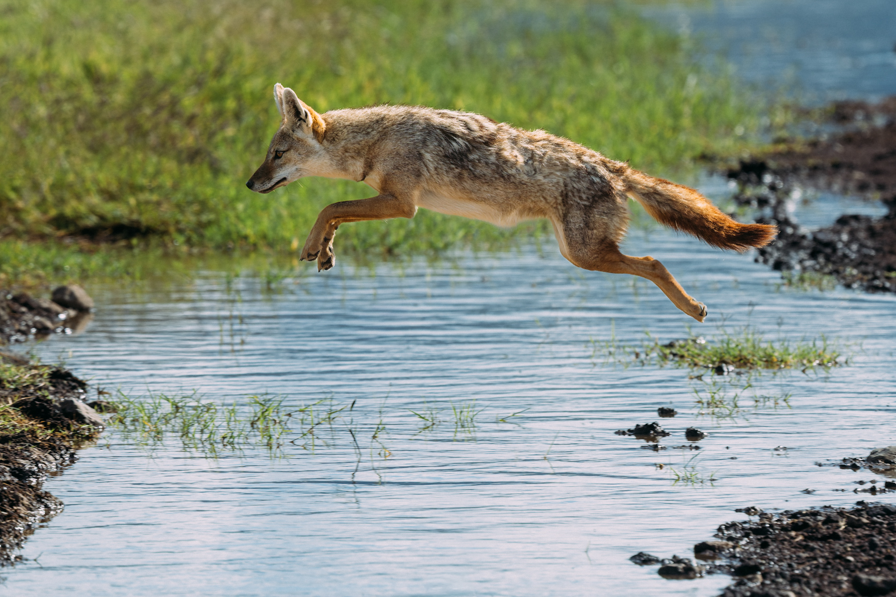 An African Golden Wolf takes the direct route across a flooded track in Tanzania's Ngorongoro Crater. Wet feet are clearly not part of the plan (image by Virginia Wilde)
