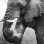 A bull African Savanna Elephant gives himself a thorough dusting in Tanzania's Ngorongoro Crater. Dust is both nature's answer to sunscreen and an effective insect repellent (image by Virginia Wilde)