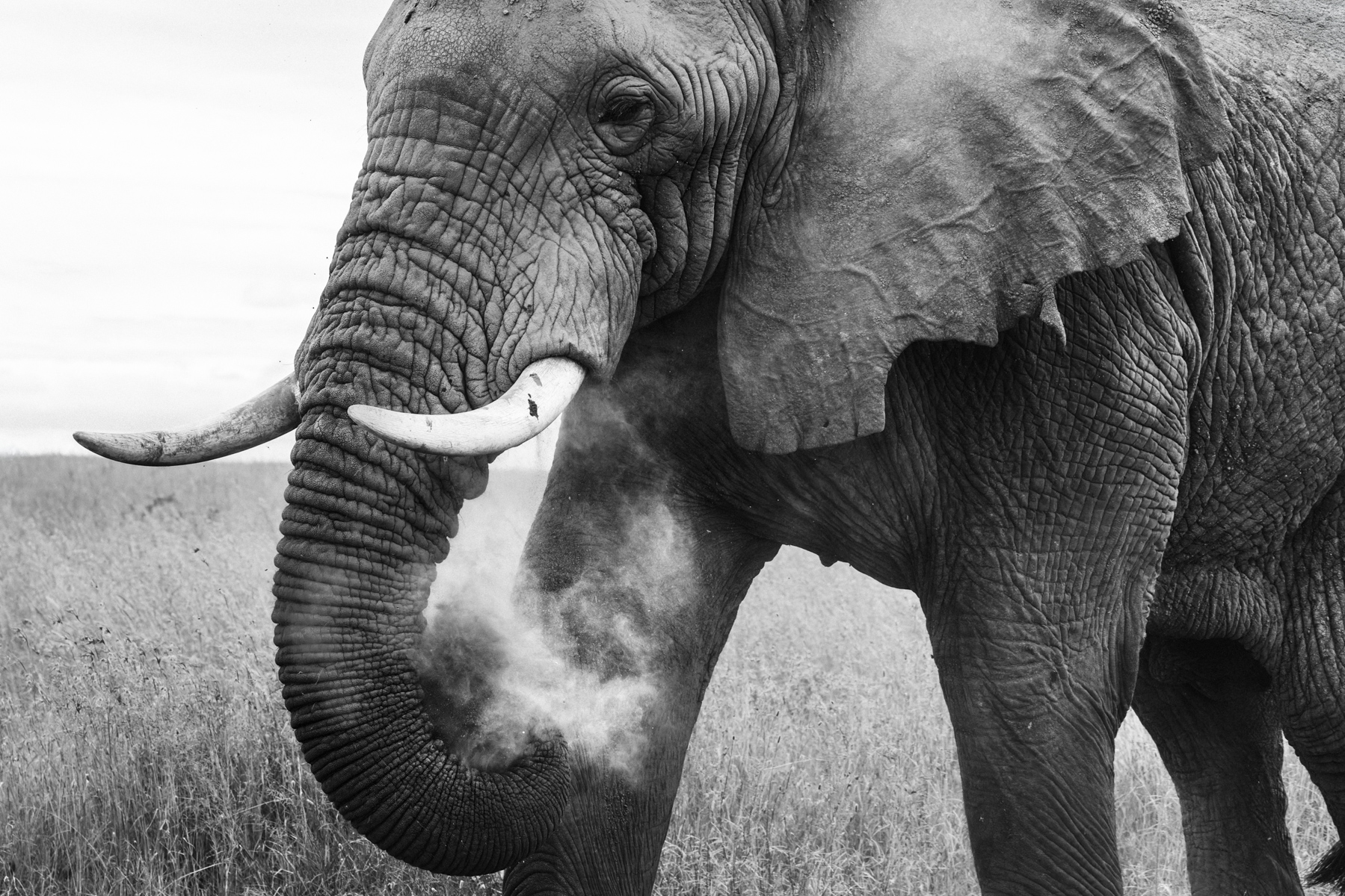 A bull African Savanna Elephant gives himself a thorough dusting in Tanzania's Ngorongoro Crater. Dust is both nature's answer to sunscreen and an effective insect repellent (image by Virginia Wilde)