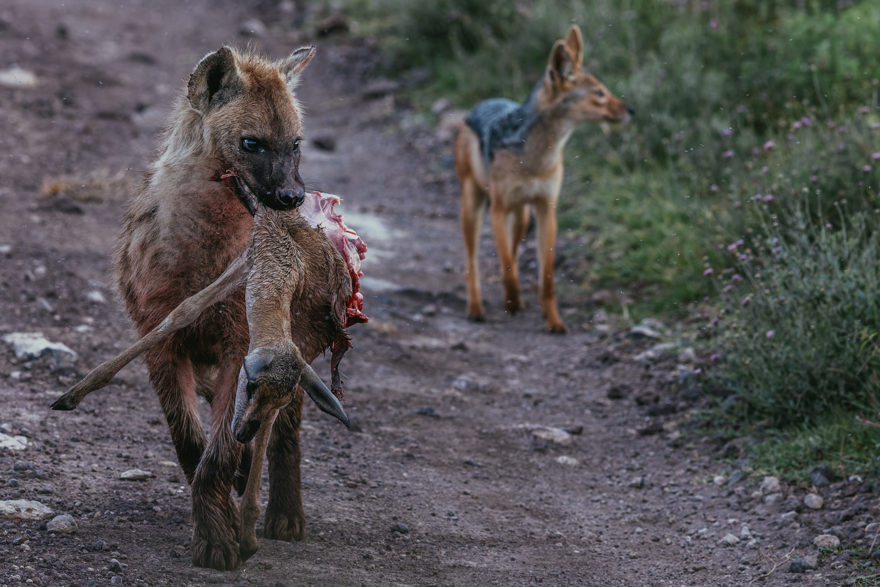 A Spotted Hyena heads off with its prized carcass of a Thomson's Gazelle, while a hopeful Black-backed Jackal trails behind. Jackals often shadow larger predators and scavengers, ready to snatch any scraps left behind (image by Virginia Wilde)