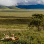 Not every moment in the life of a lion is dramatic. Sometimes the morning's biggest decision is whether to roll to the other side. And for this lioness, comfort clearly outweighs dignity (image by Virginia Wilde)