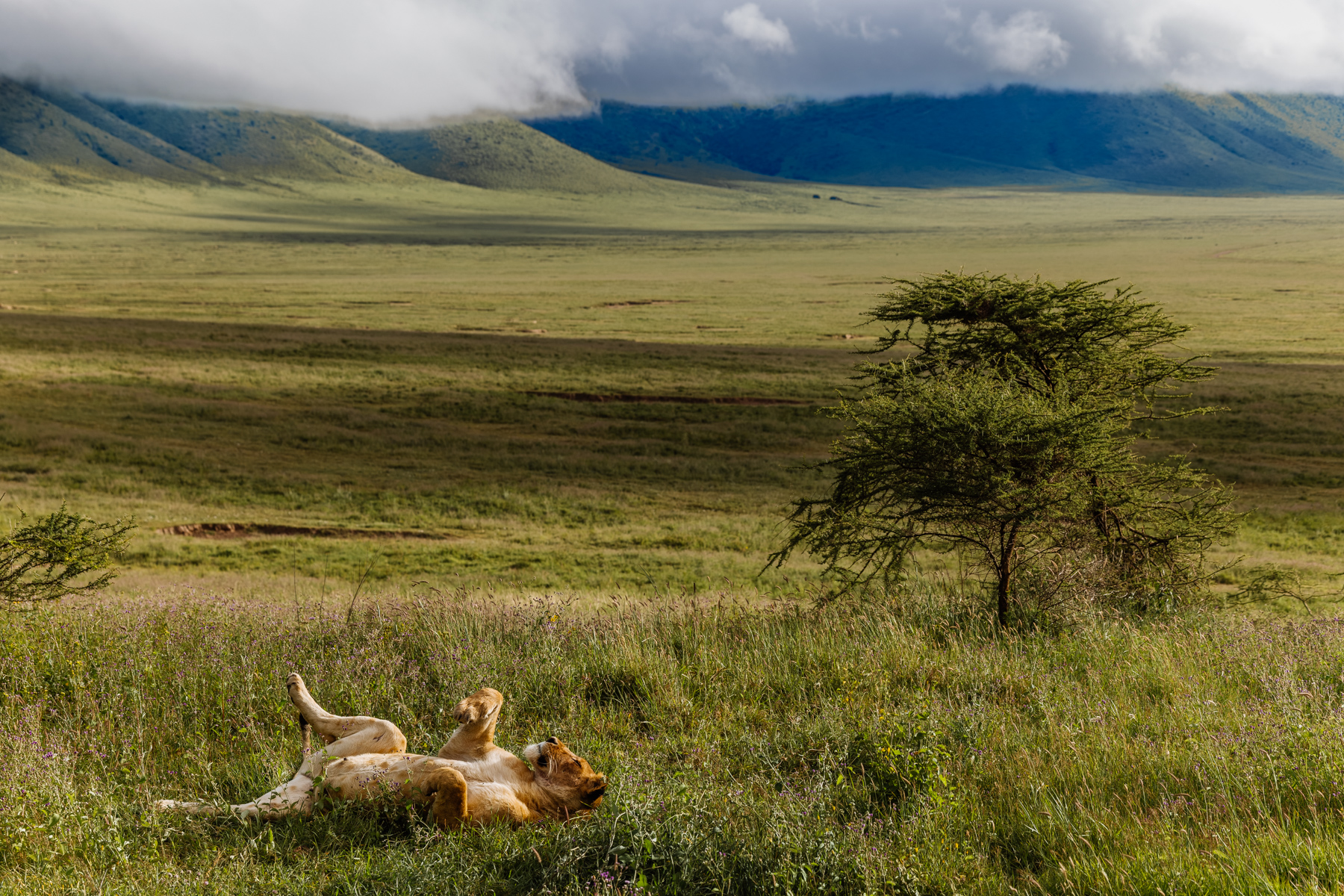 Not every moment in the life of a lion is dramatic. Sometimes the morning's biggest decision is whether to roll to the other side. And for this lioness, comfort clearly outweighs dignity (image by Virginia Wilde)