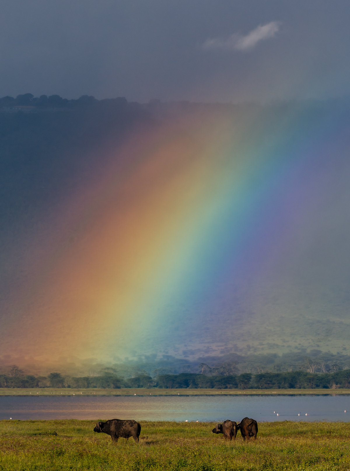 A passing shower and bright afternoon sun combine to paint Tanzania's Ngorongoro Crater with a vivid rainbow. The buffalo carried on regardless (image by Virginia Wilde)