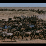 The great Migration is anything but orderly. Dust, noise and sheer numbers turn even a simple drink into chaos. And imagine trying to find your family in this lot. Somehow, they usually do (image by Virginia Wilde)