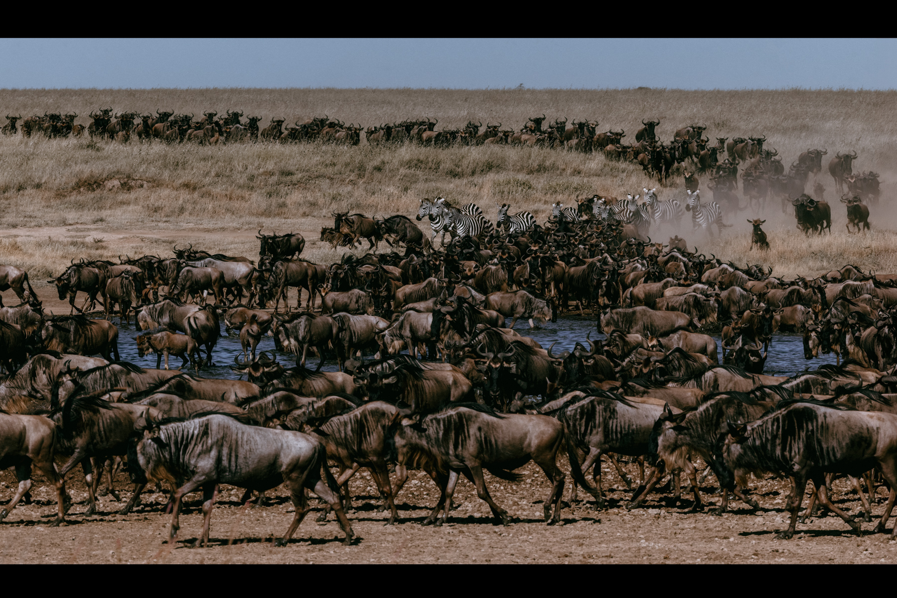 The great Migration is anything but orderly. Dust, noise and sheer numbers turn even a simple drink into chaos. And imagine trying to find your family in this lot. Somehow, they usually do (image by Virginia Wilde)
