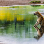 Not every hyena is on the hunt. Despite being built for endurance, even they know when it's time to stop and cool their paws. This shallow river is a Spotted Hyena's equivalent of a paddling pool (image by Virginia Wilde)