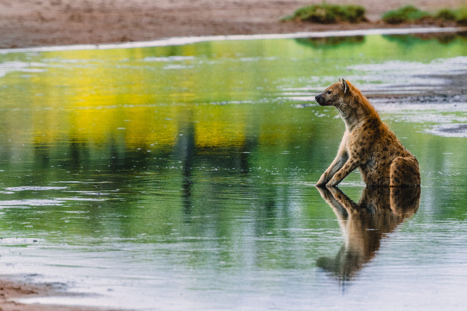 Not every hyena is on the hunt. Despite being built for endurance, even they know when it's time to stop and cool their paws. This shallow river is a Spotted Hyena's equivalent of a paddling pool (image by Virginia Wilde)