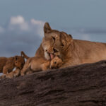 Bathtime on one of the Serengeti's rocky kopjes. Judging by this cub's expression, it seems as if he isn't entirely convinced the wash from mum was necessary (image by Virginia Wilde)