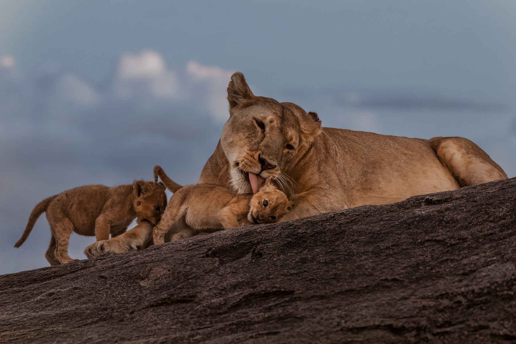 Bathtime on one of the Serengeti's rocky kopjes. Judging by this cub's expression, it seems as if he isn't entirely convinced the wash from mum was necessary (image by Virginia Wilde)