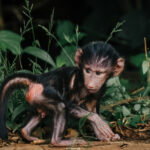 Infant Olive Baboons are all ears and oversized feet. Growing into them takes some time (image by Virginia Wilde)