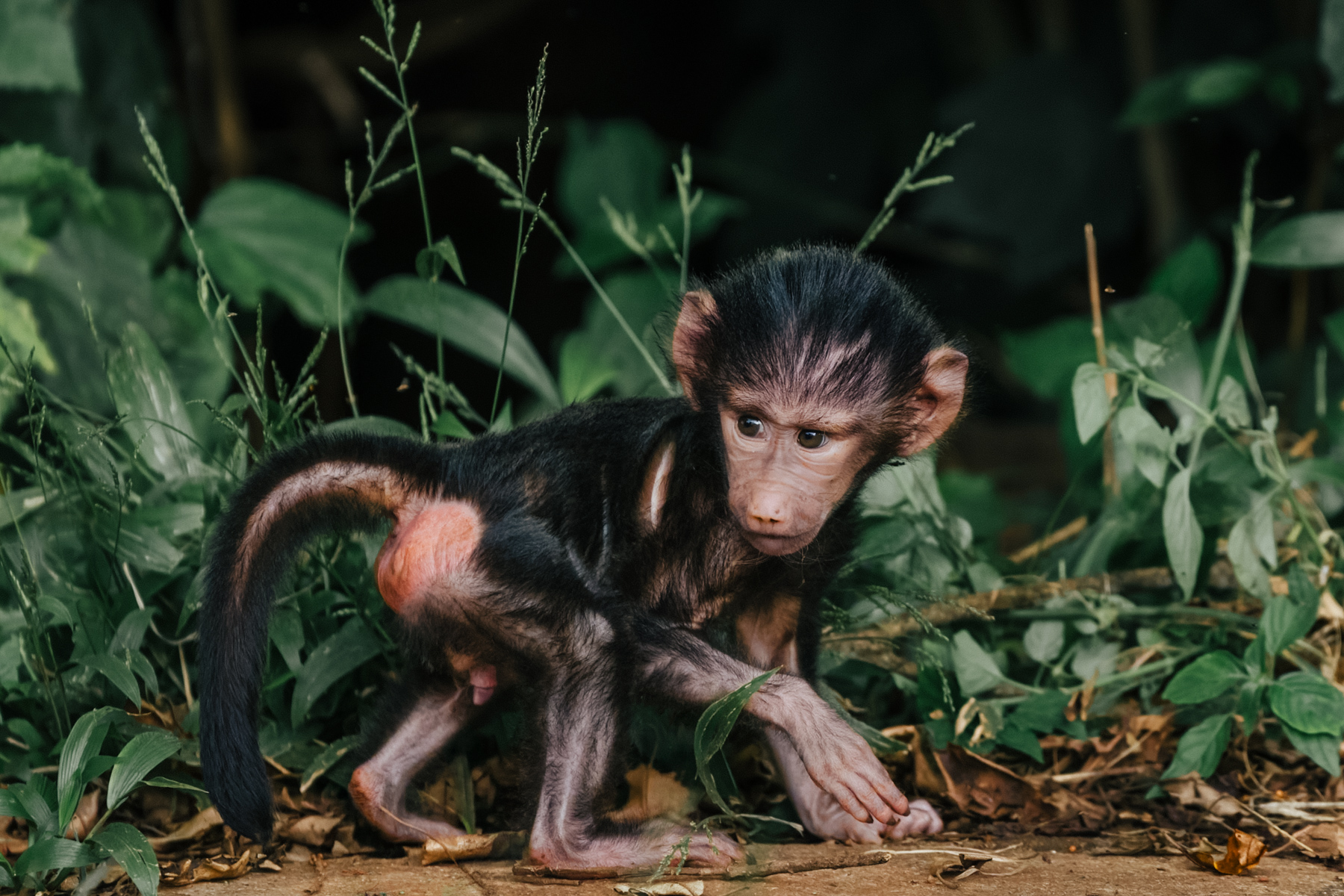 Infant Olive Baboons are all ears and oversized feet. Growing into them takes some time (image by Virginia Wilde)