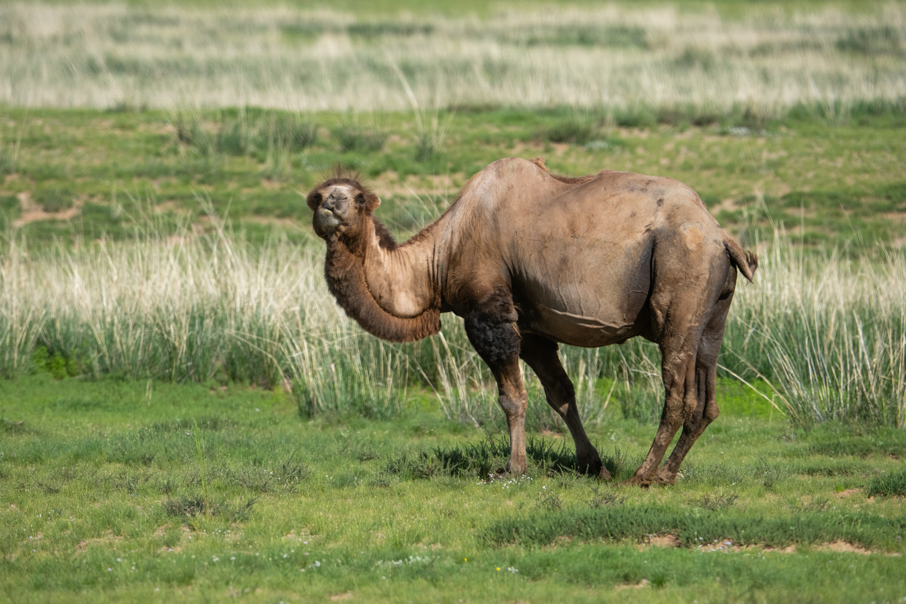 Bactrian Camel (image by Inger Vandyke)