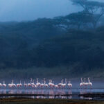 Greater Flamingos feed and preen in the cold blue light of dawn, taken on a misty morning in Tanzania's Ndutu region (image by Virginia Wilde)