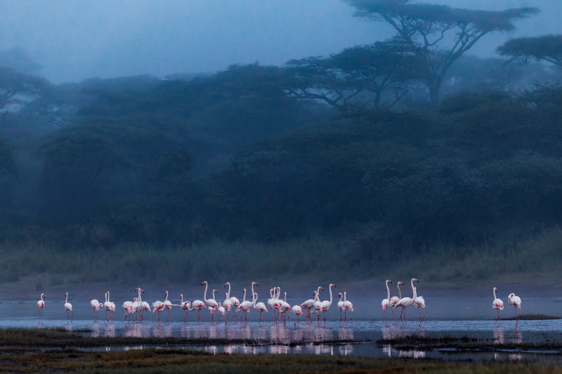 Greater Flamingos feed and preen in the cold blue light of dawn, taken on a misty morning in Tanzania's Ndutu region (image by Virginia Wilde)