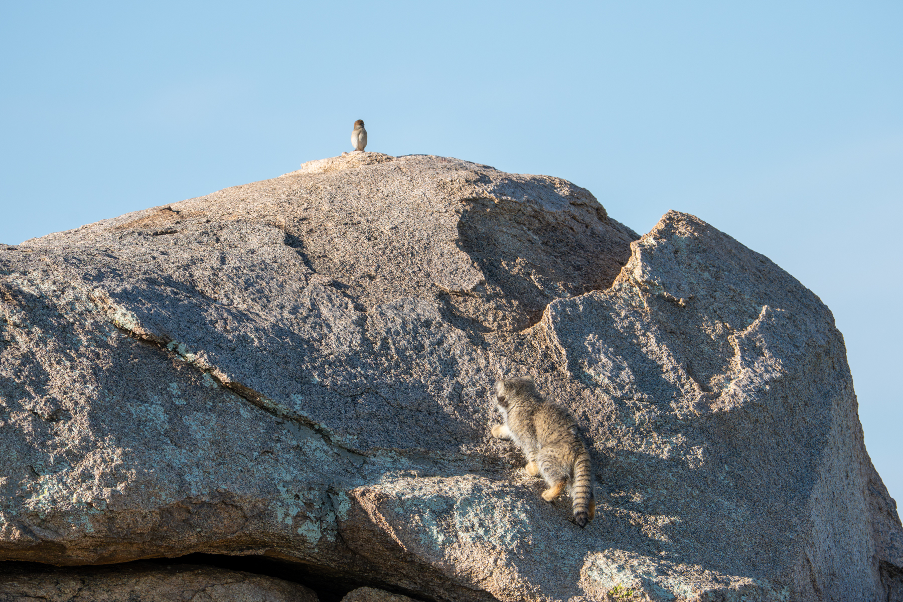 Sneaking up on a bird (image by Inger Vandyke)
