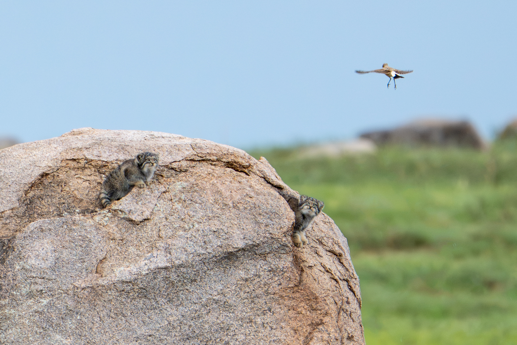 We love birds! Can we jump high enough to catch it? (image by Inger Vandyke)