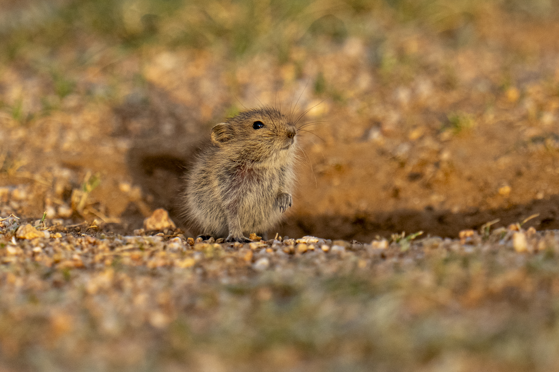 The endearing little Brandt's Vole (image by Mark Beaman)