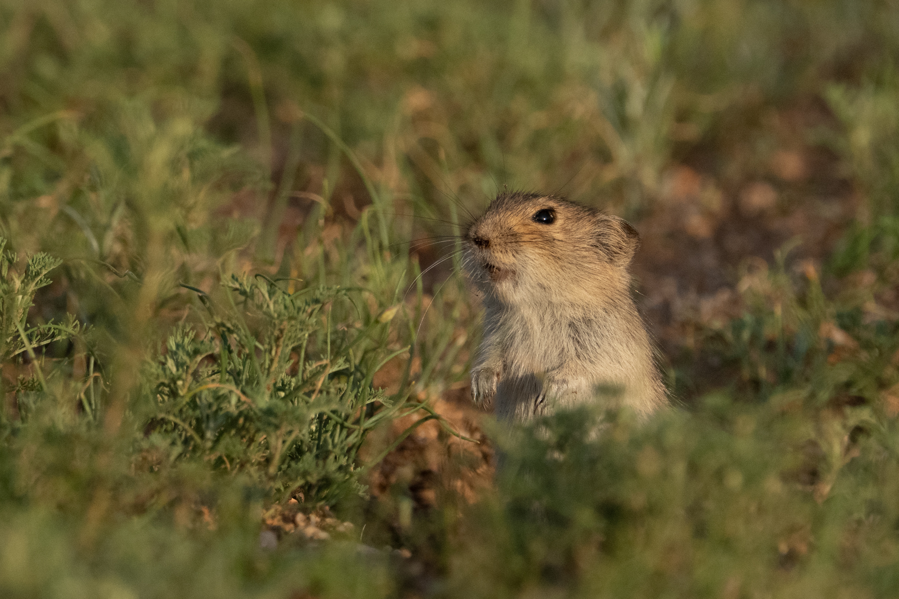 Brandt's Vole (image by Inger Vandyke)
