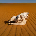 Camel skull (image by Inger Vandyke)