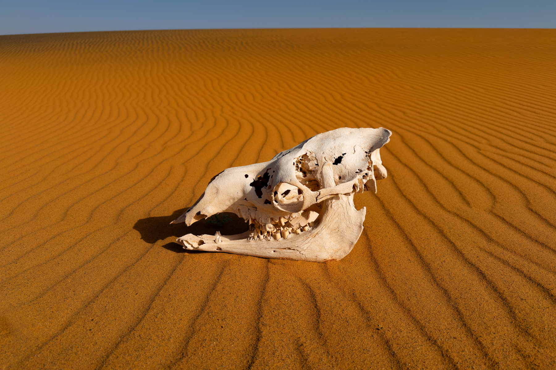 Camel skull (image by Inger Vandyke)