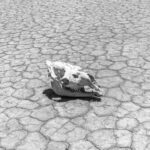 Camel skull (image by Inger Vandyke)