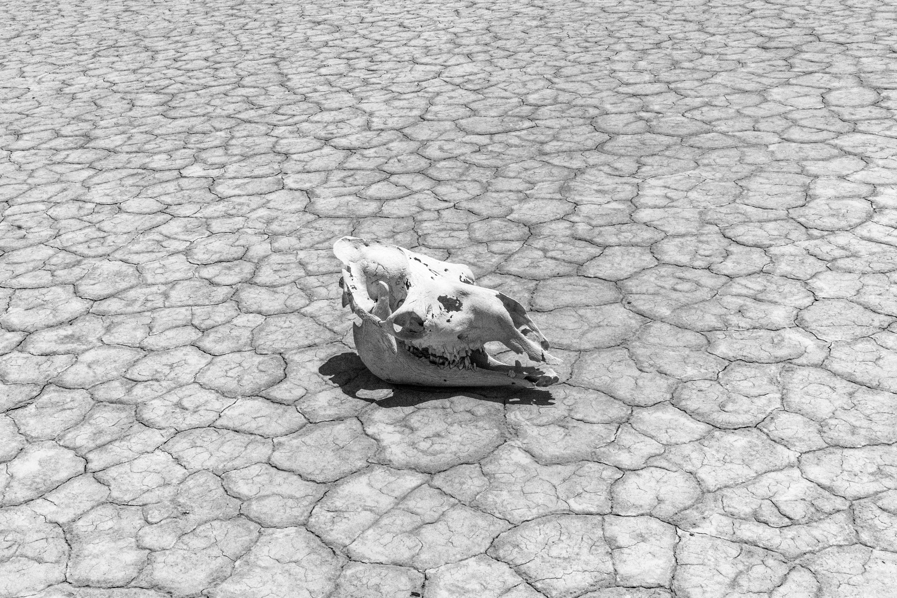 Camel skull (image by Inger Vandyke)