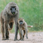 Young Olive Baboons spend years shadowing their mothers, learning everything from what to eat to the rules of troop life. It's one of the longest childhoods on the African plains. But judging by this infant's tongue, concentration may still be a work in progress (image by Virginia Wilde)