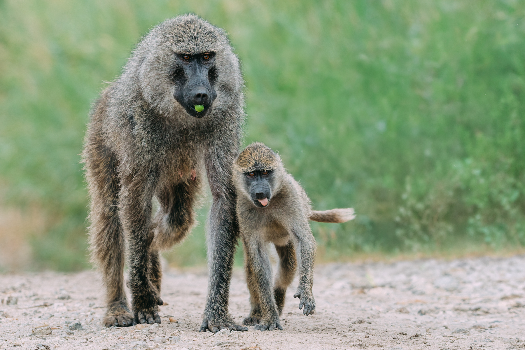 Young Olive Baboons spend years shadowing their mothers, learning everything from what to eat to the rules of troop life. It's one of the longest childhoods on the African plains. But judging by this infant's tongue, concentration may still be a work in progress (image by Virginia Wilde)
