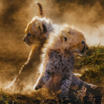 Cheetah cubs pause briefly - frozen in time in this image - as the dust made by them tearing around their corner of the Serengeti, like crazy cats, forms clouds around them (image by Virginia Wilde)