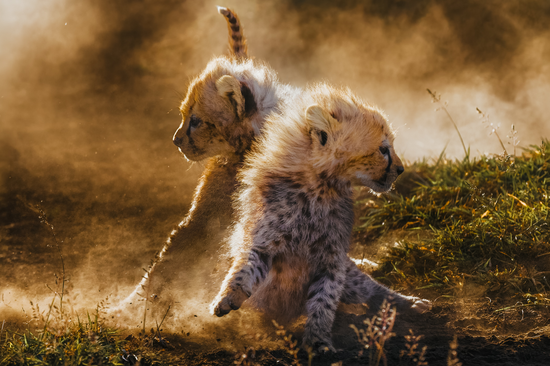 Cheetah cubs pause briefly - frozen in time in this image - as the dust made by them tearing around their corner of the Serengeti, like crazy cats, forms clouds around them (image by Virginia Wilde)