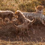 While her cubs run themselves ragged, this Cheetah mum takes five minutes for herself. The cubs are all curiosity and chaos; their mother has clearly mastered the art of selective attention (image by Virginia Wilde)