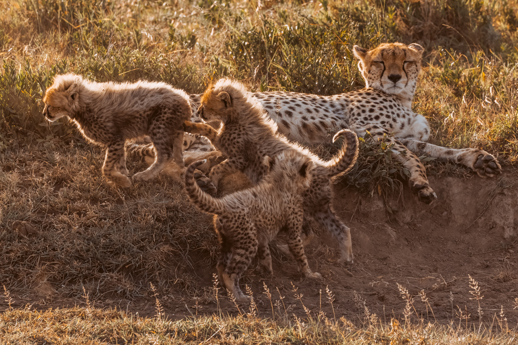 While her cubs run themselves ragged, this Cheetah mum takes five minutes for herself. The cubs are all curiosity and chaos; their mother has clearly mastered the art of selective attention (image by Virginia Wilde)