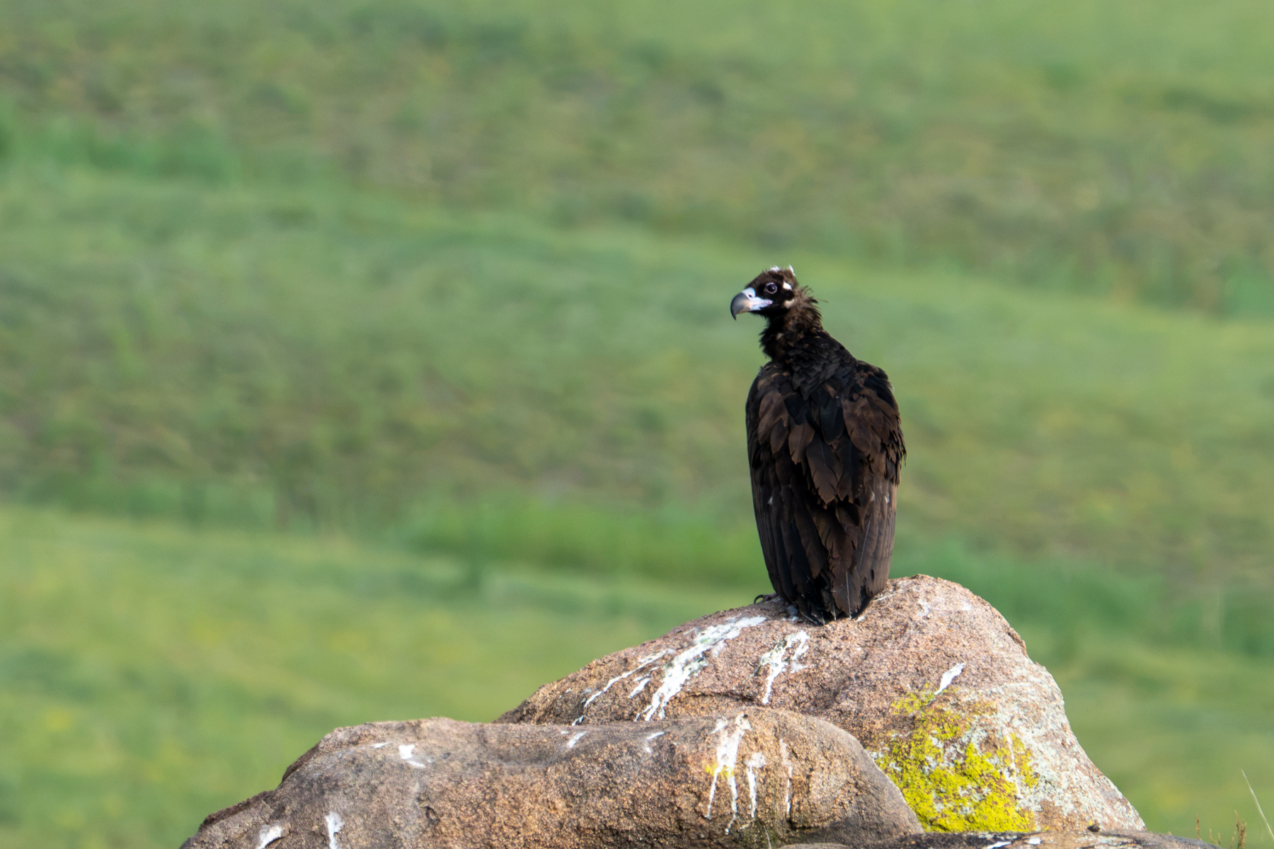 Cinereous Vulture (image by Inger Vandyke)