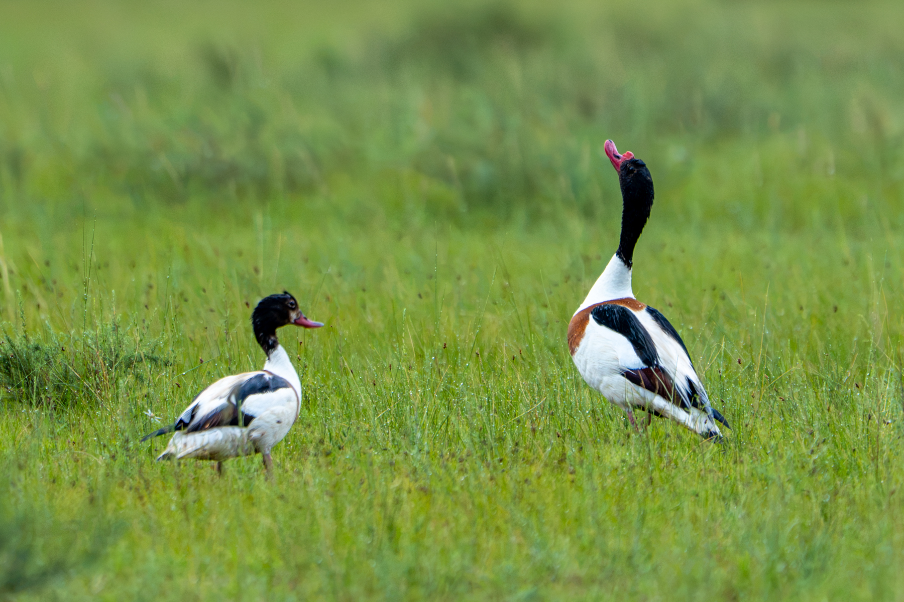 Common Shelduck pair (image by Inger Vandyke)