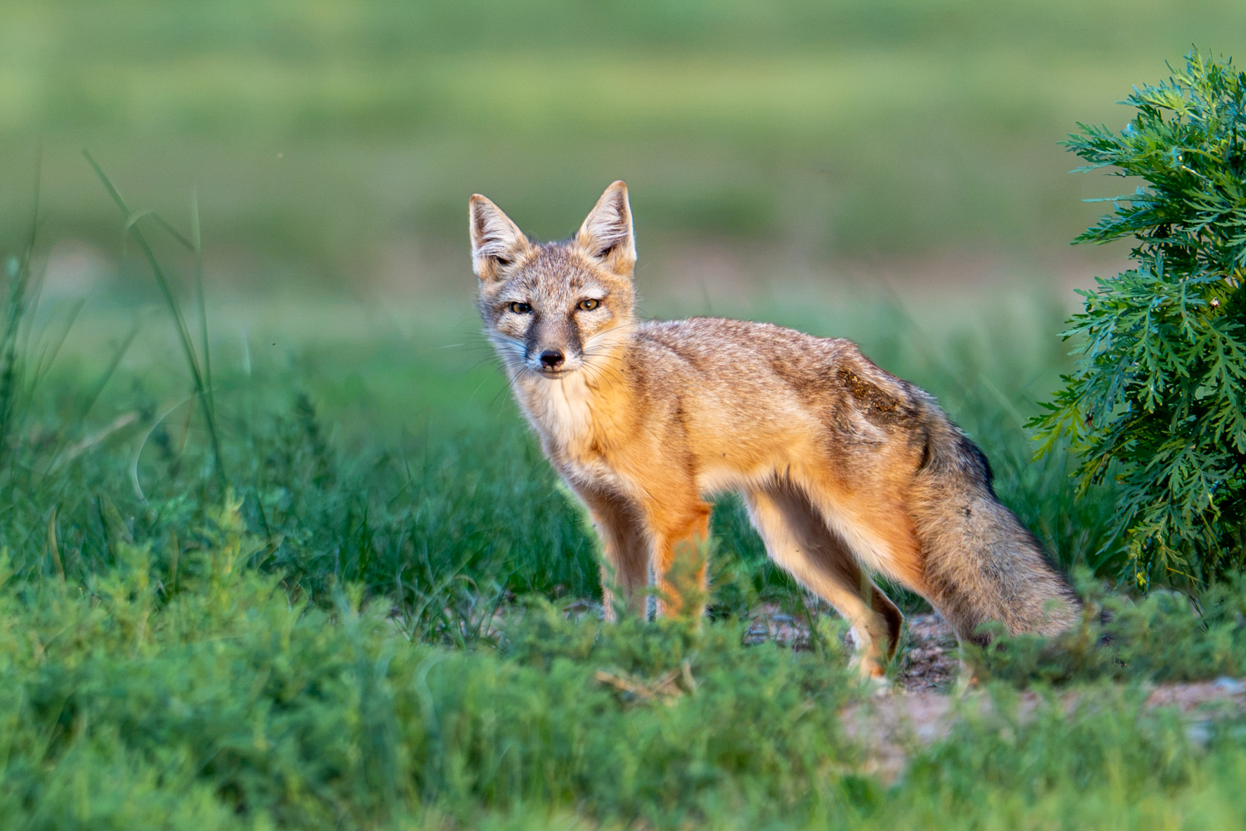 Corsac Fox (image by Inger Vandyke)