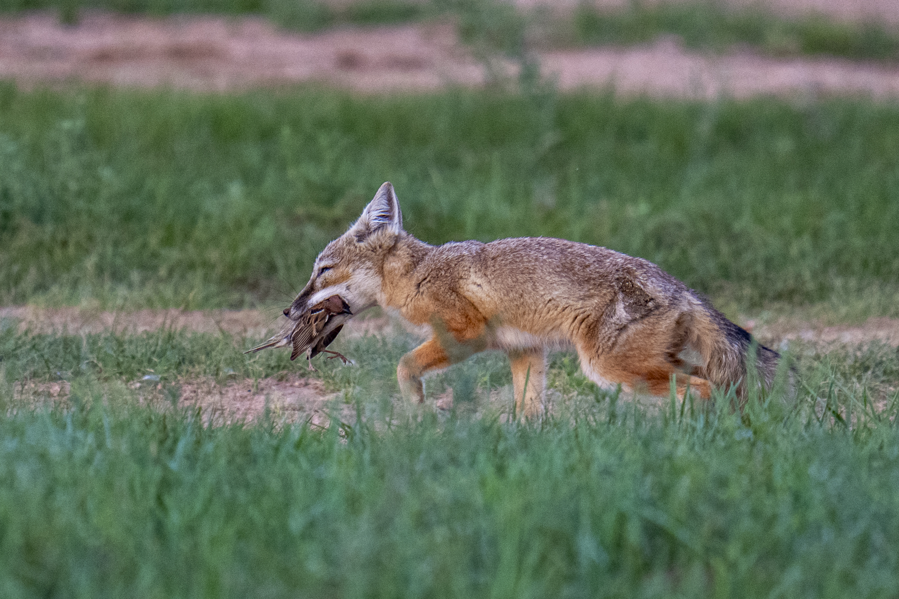 Corsac Fox with Eurasian Tree Sparrow (image by Mark Beaman)