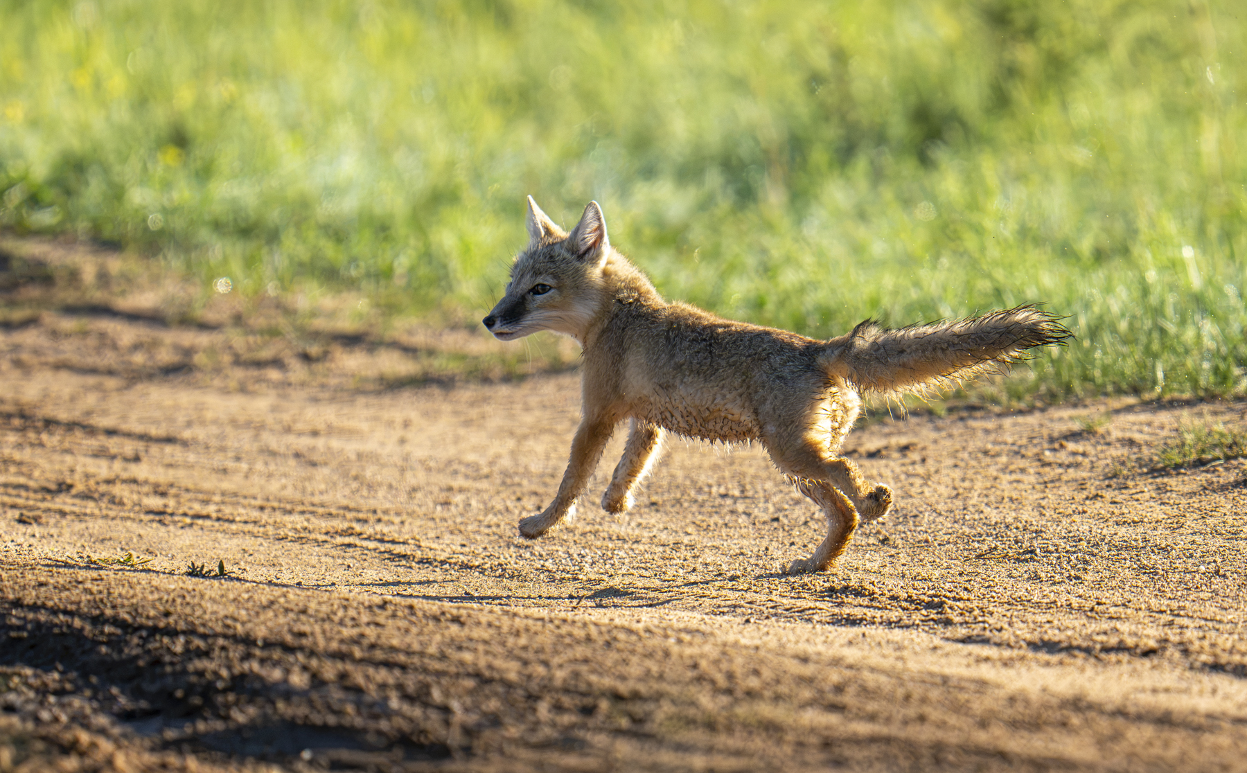 Corsac Fox (image by Mark Beaman)