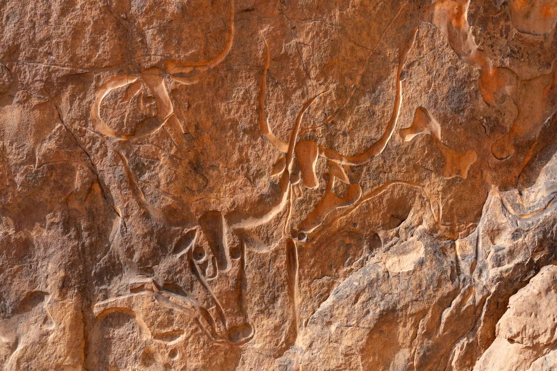 Crying Bulls (image by Inger Vandyke)